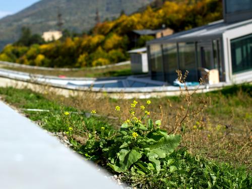 Flowering plant on a grass roof